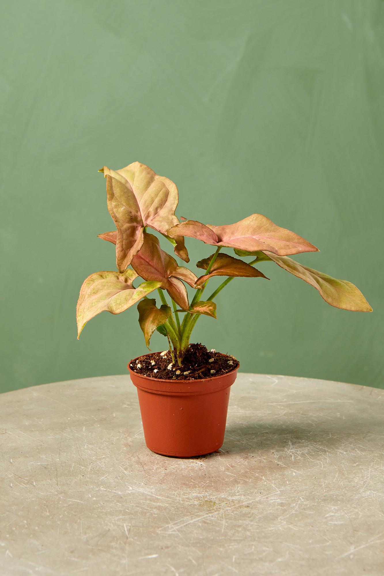 Syngonium 'Neon Pink'