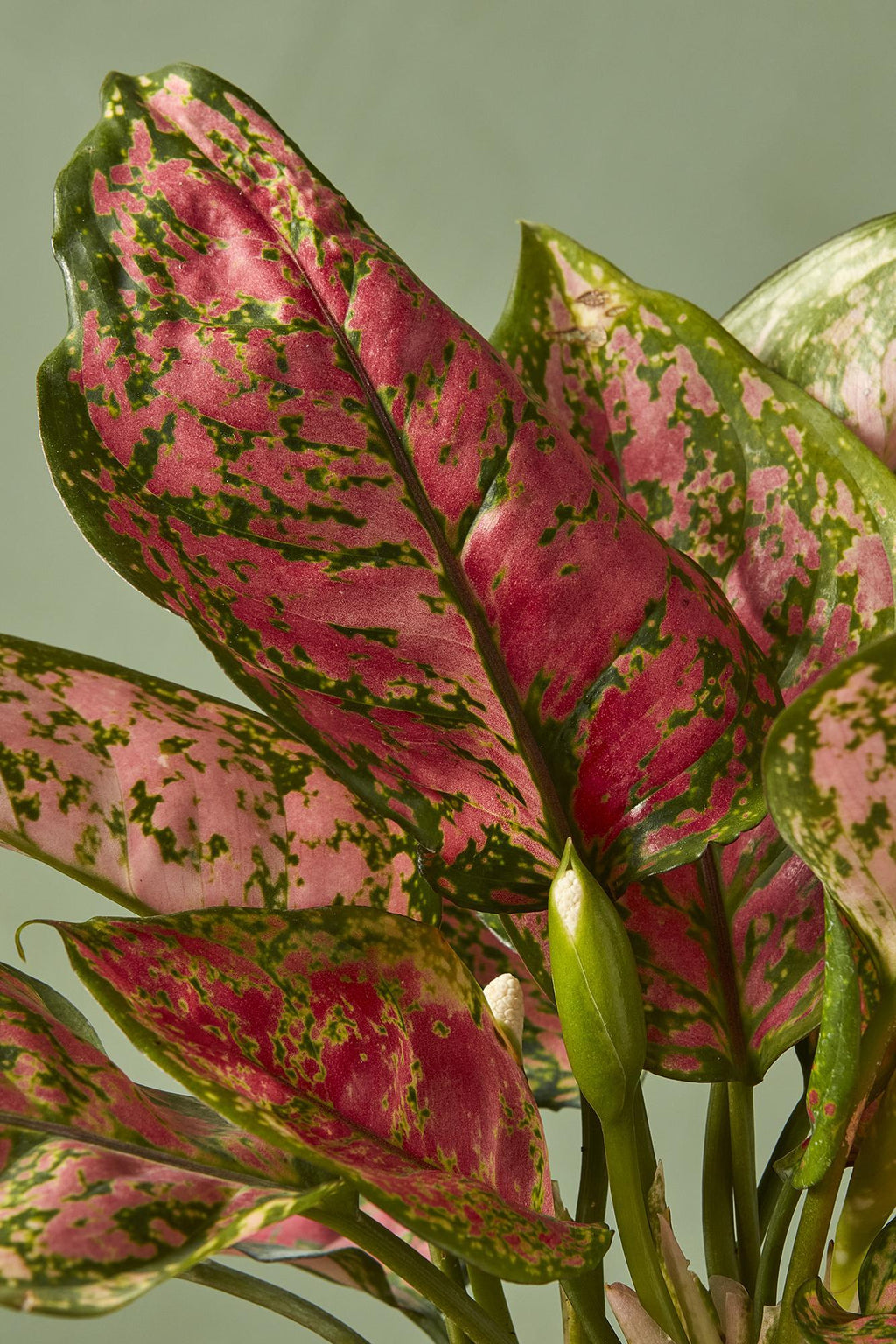 aglaonema ruby jazz Aglaonema 'Ruby Ray'