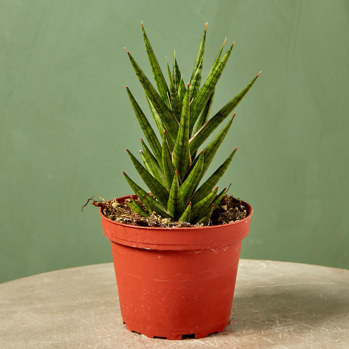 serpentine francissi snake plant Snake Plant 'Francisii'