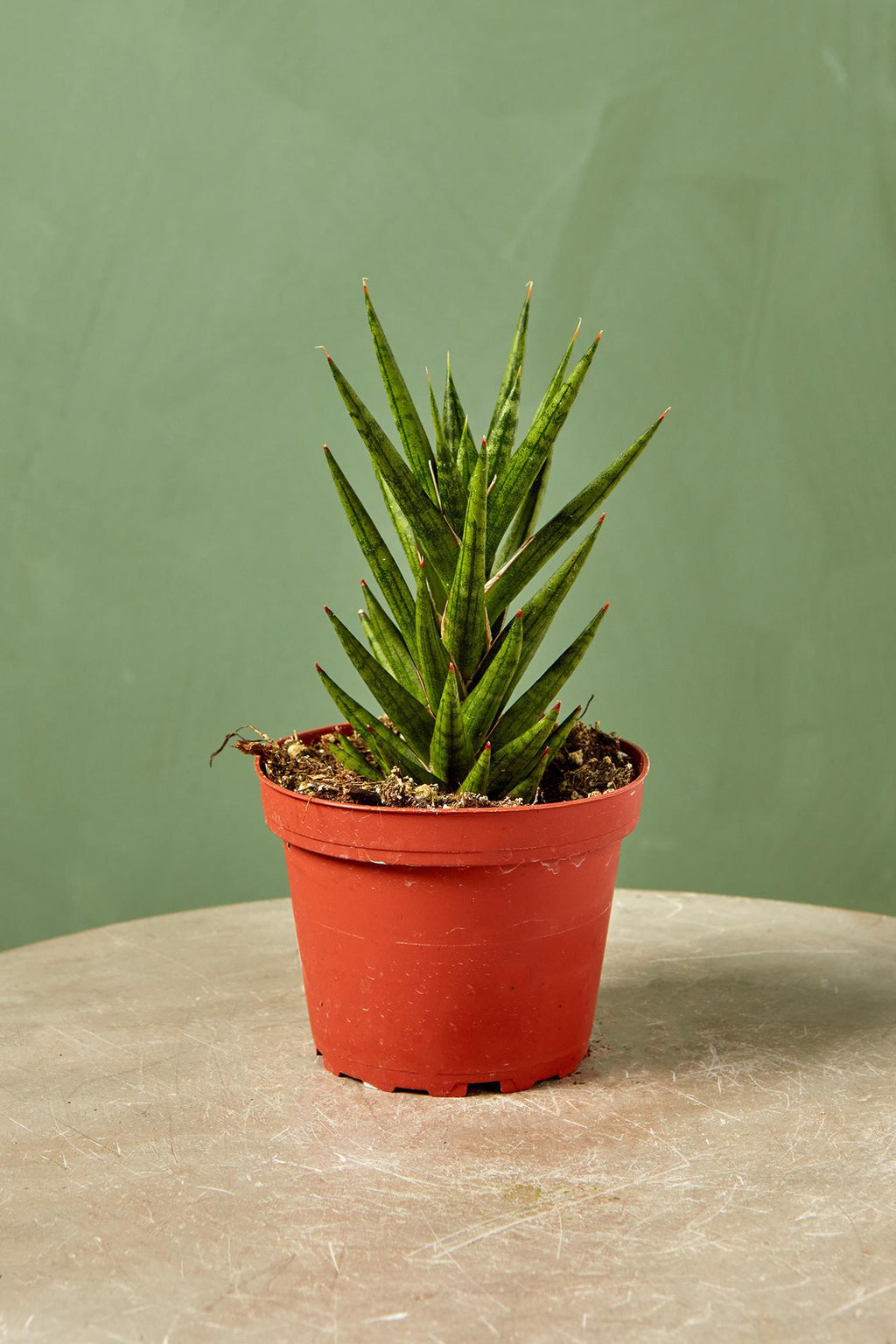 sansevieria francisii variegata Snake Plant 'Francisii'