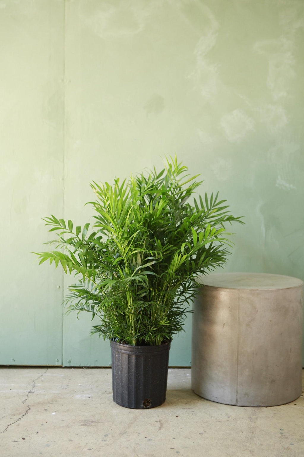 neanthe bella palm plant care Neanthe Bella Palm