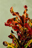 Croton 'Mammey'