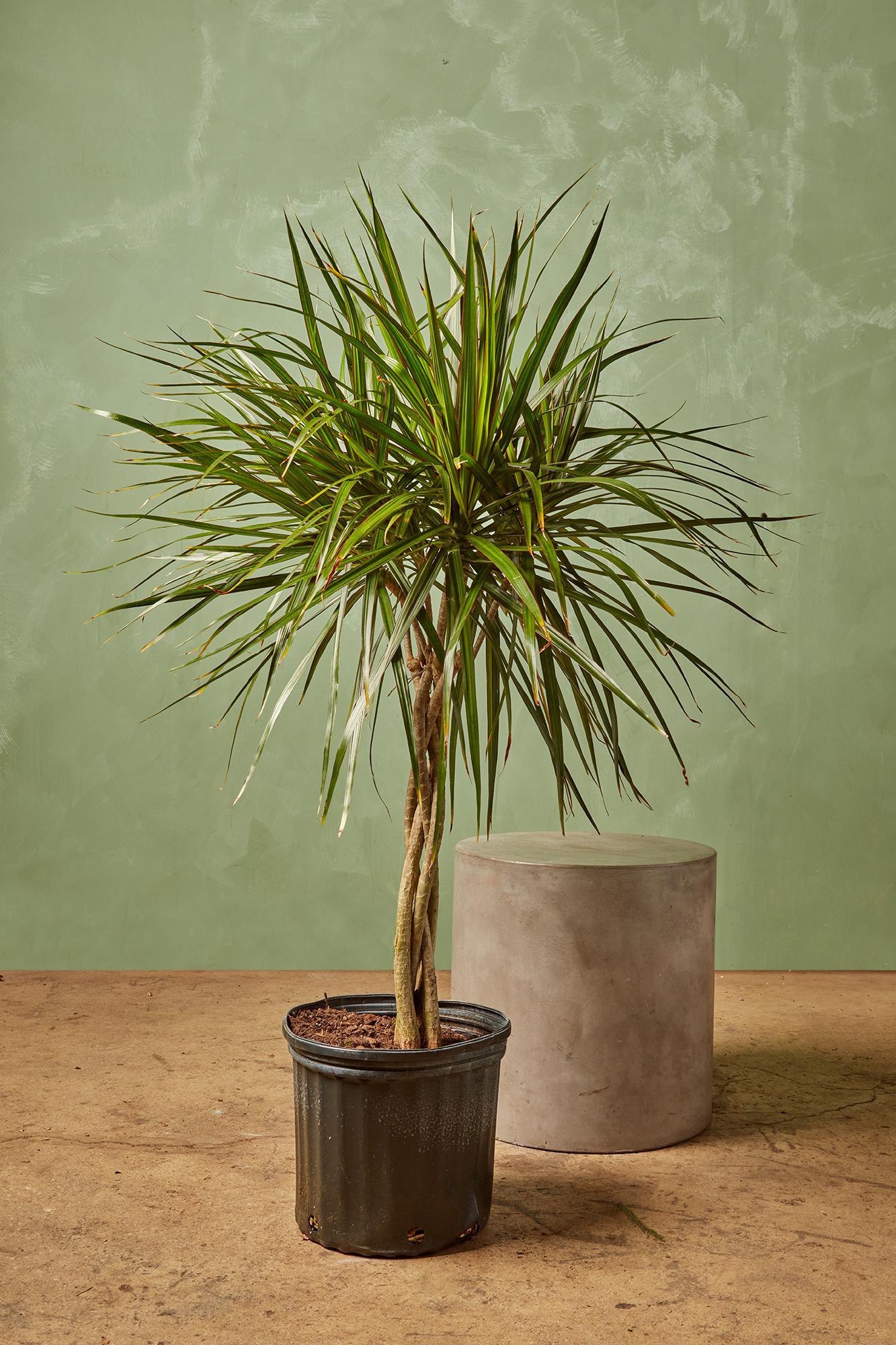 Dracaena marginata