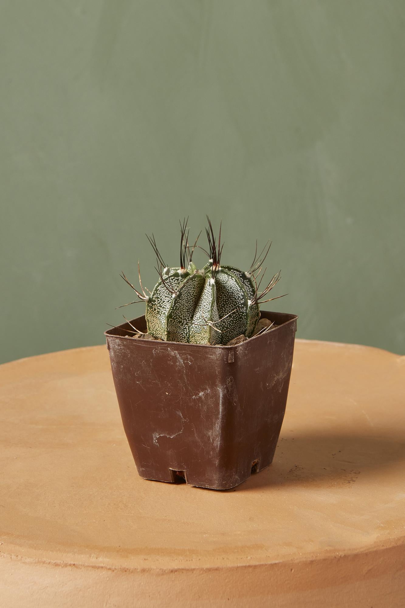 Goat's Horn Cactus