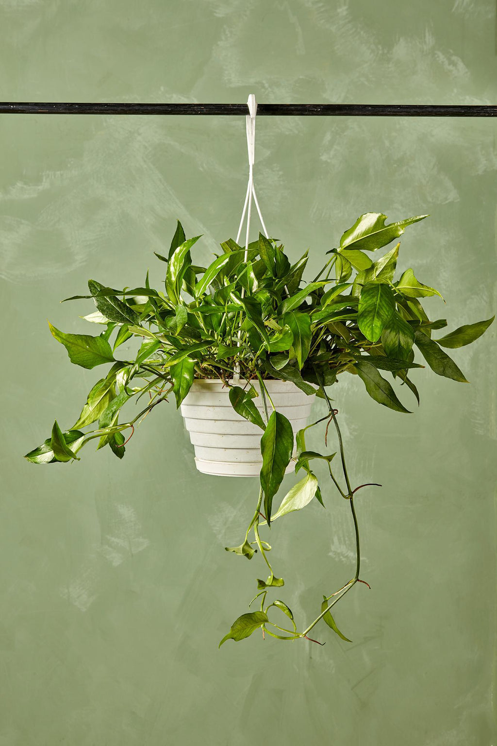 Skeleton Key Pothos 6"