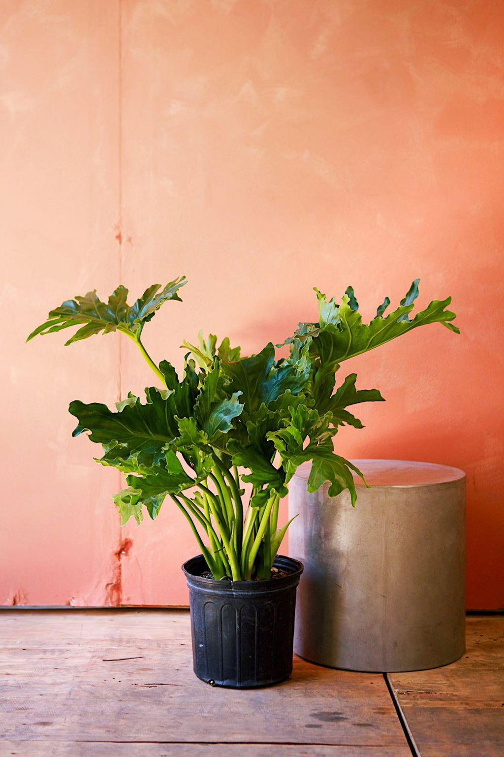 makoyana plant Calathea makoyana main image 0
