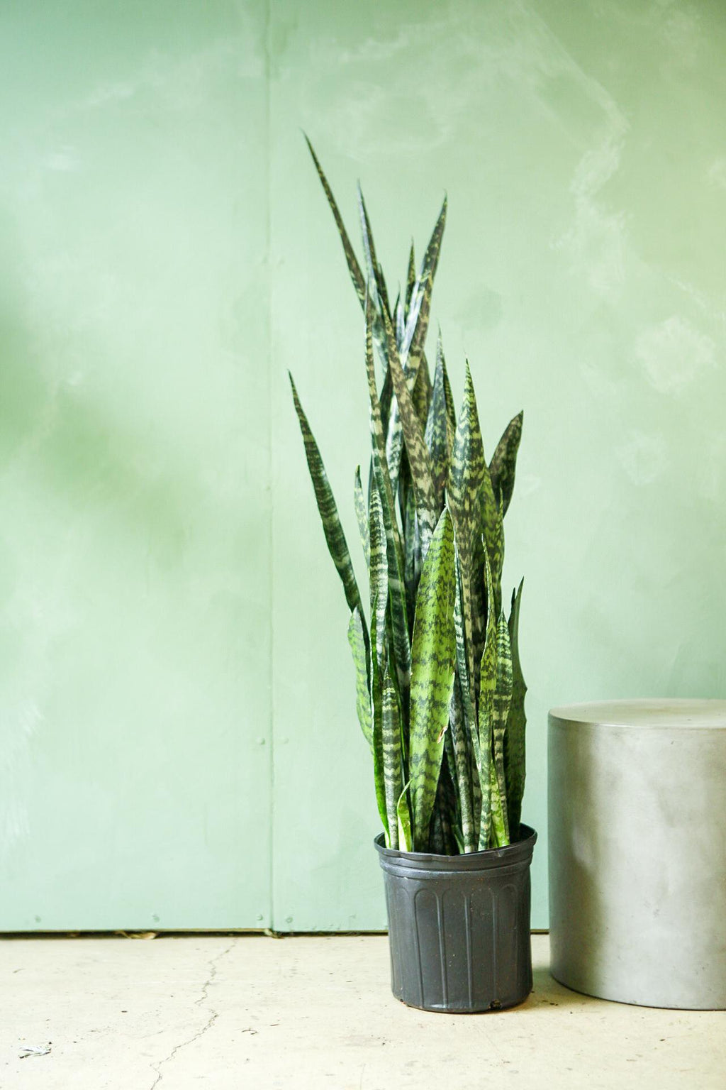 snake plant outdoors winter Snake Plant 'Wintergreen'