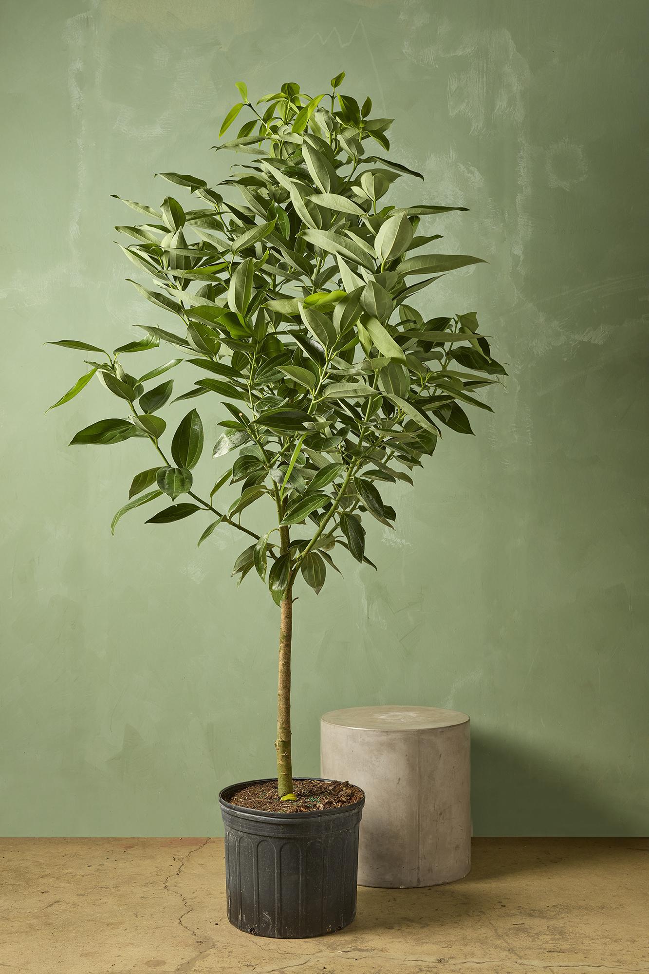 Cinnamon Tree
