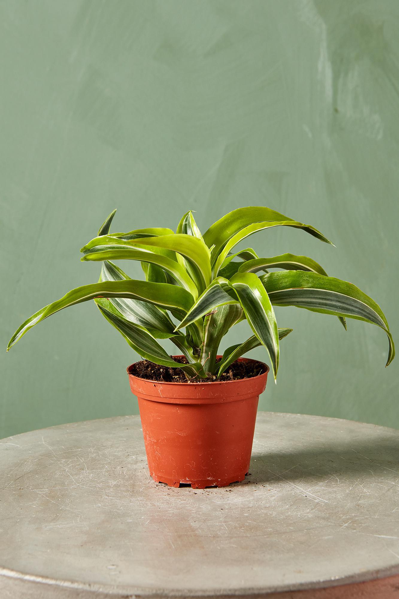 Dracaena 'Lemon Surprise'