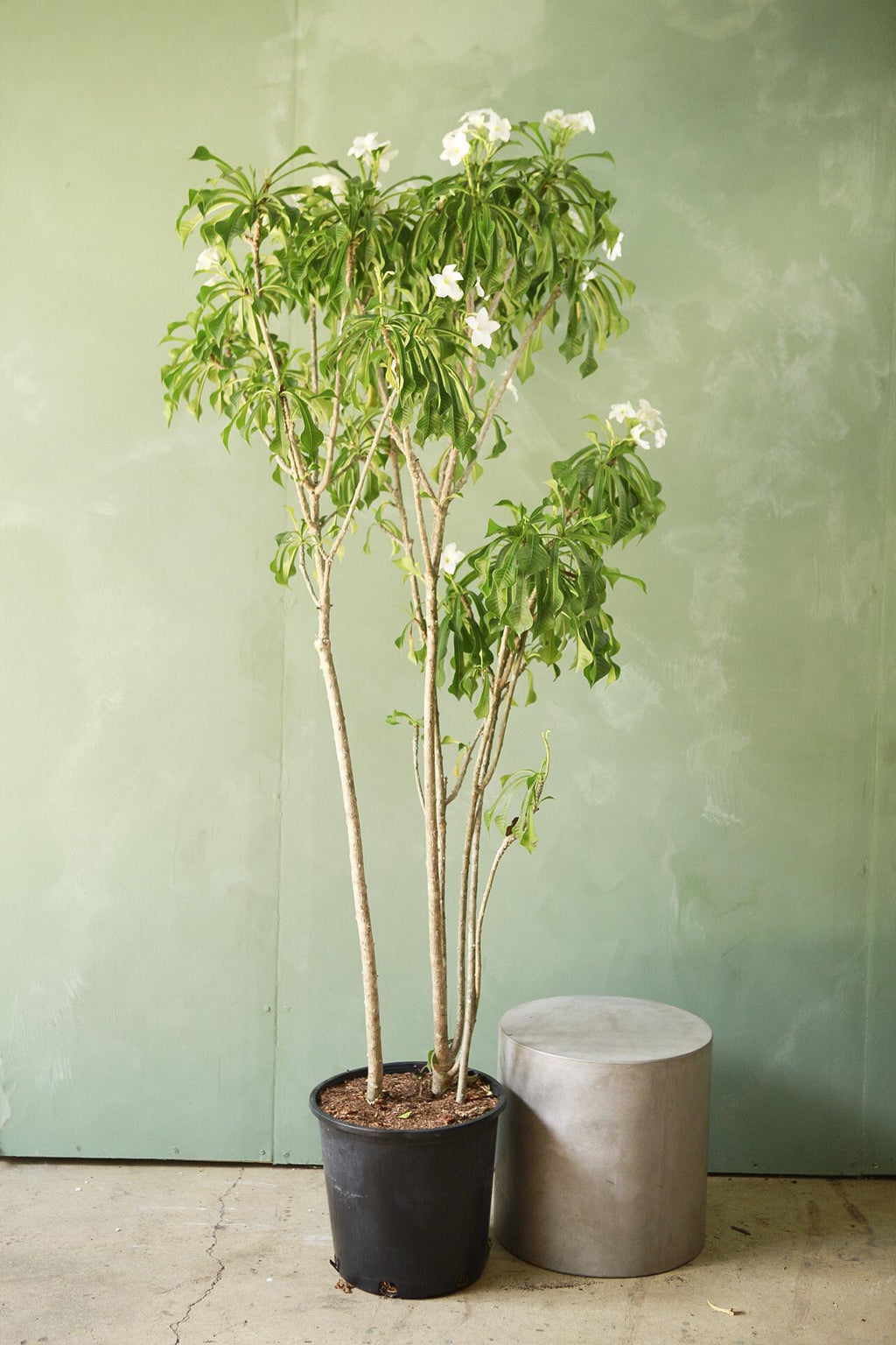 frangipani pot plant Frangipani