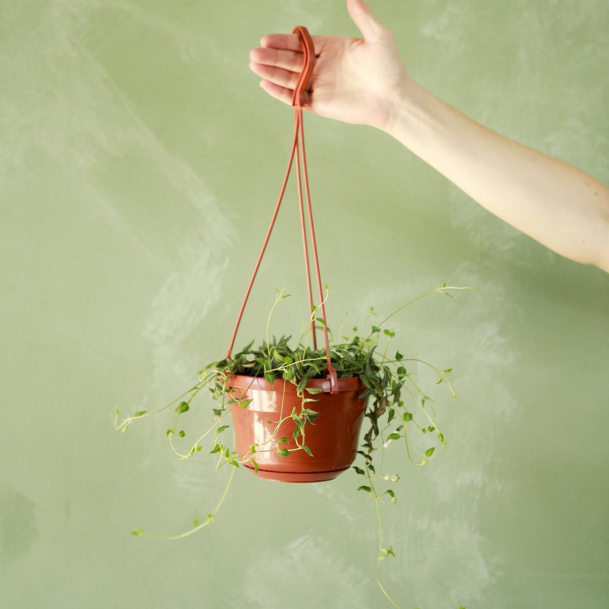 potless hanging plants String of Hearts 'Heartless'