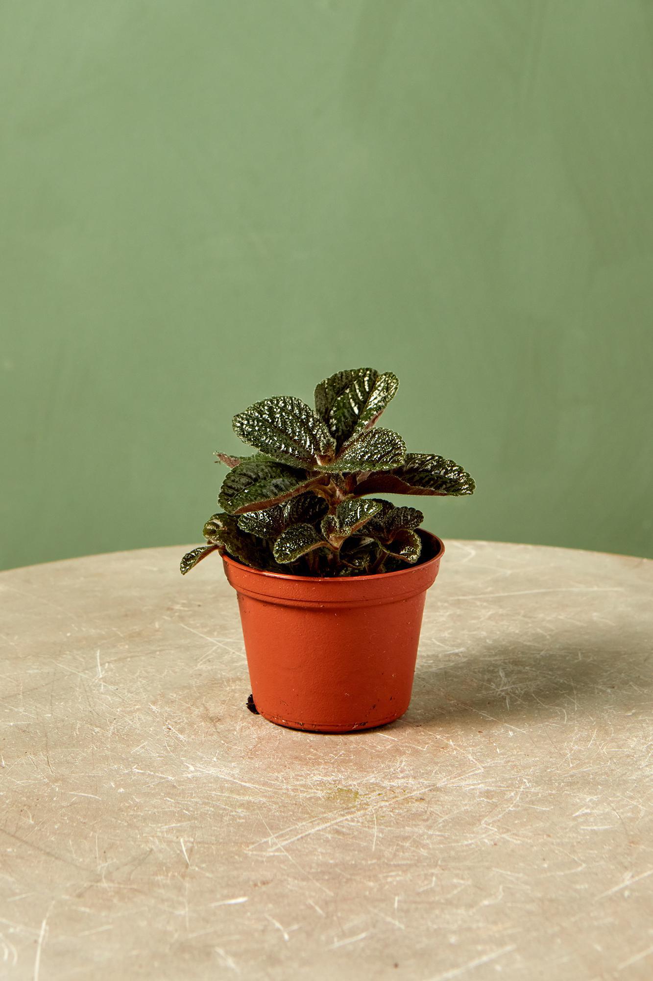 Chocolate Pilea