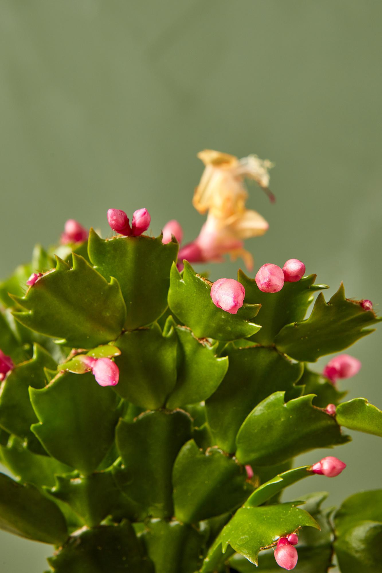 Christmas Cactus