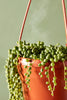 String of Pearls