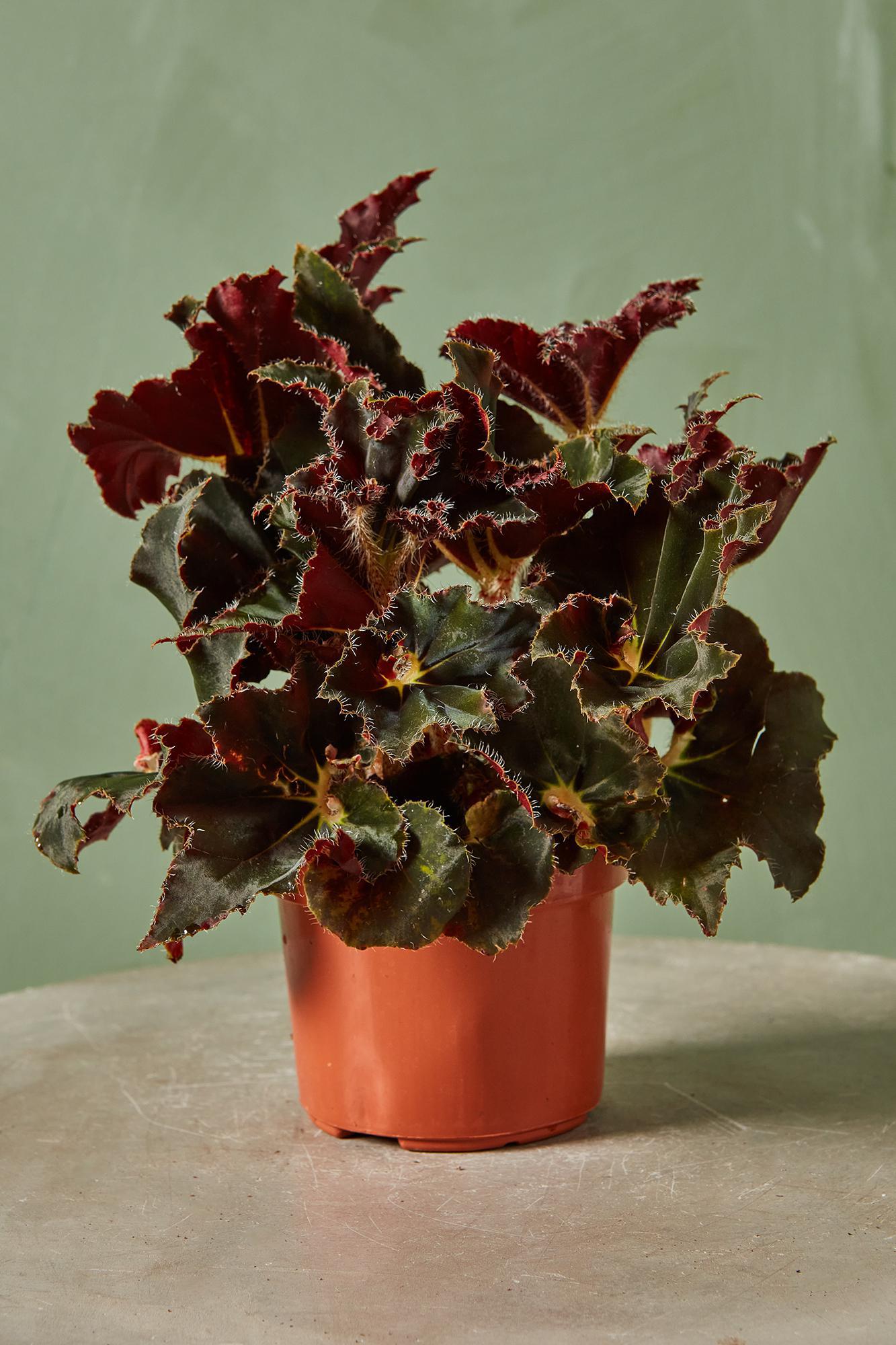 Rex Begonia 'Anne'