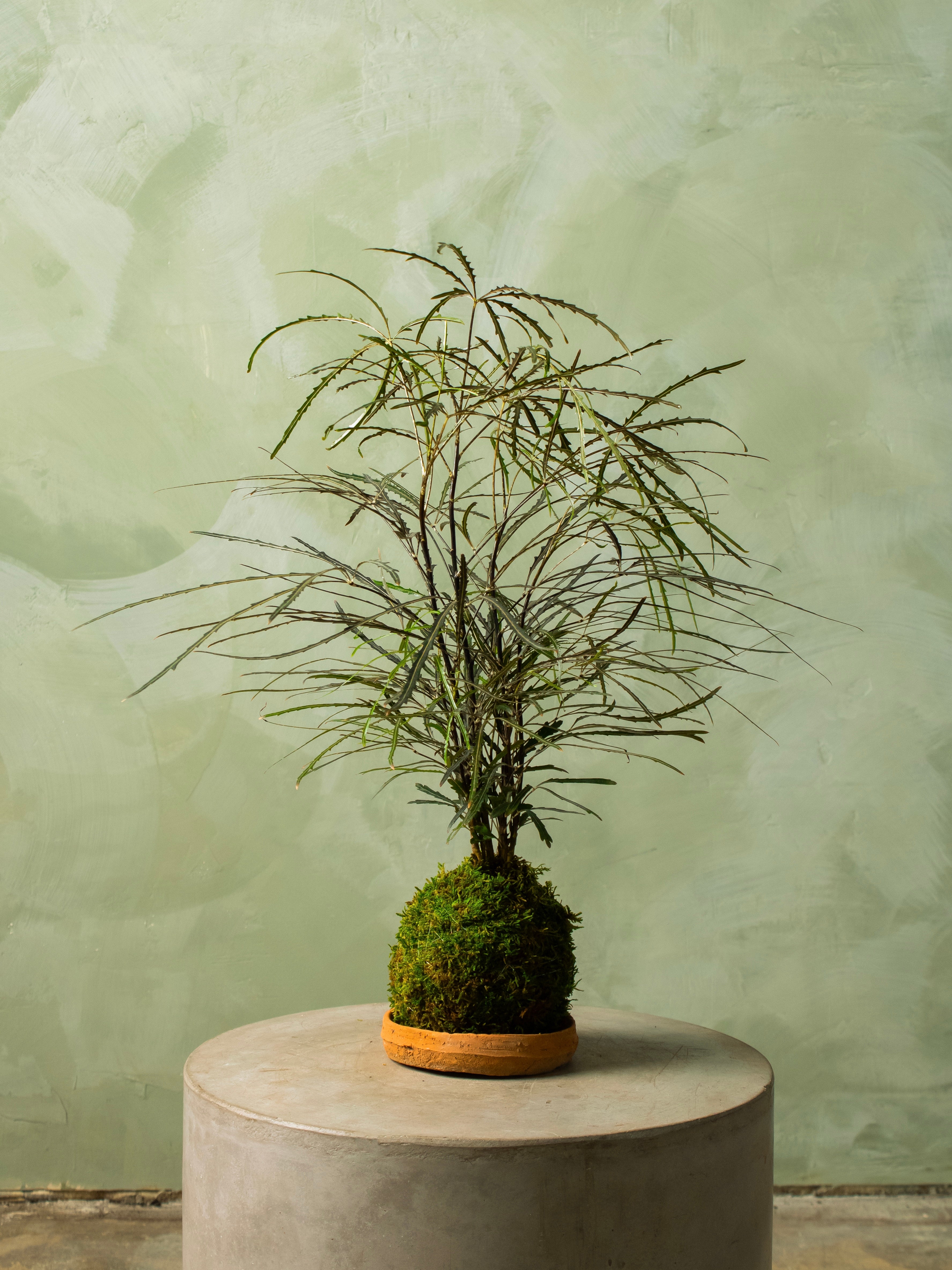 Kokedama Workshop @ Cabin John - 7pm on July 7th