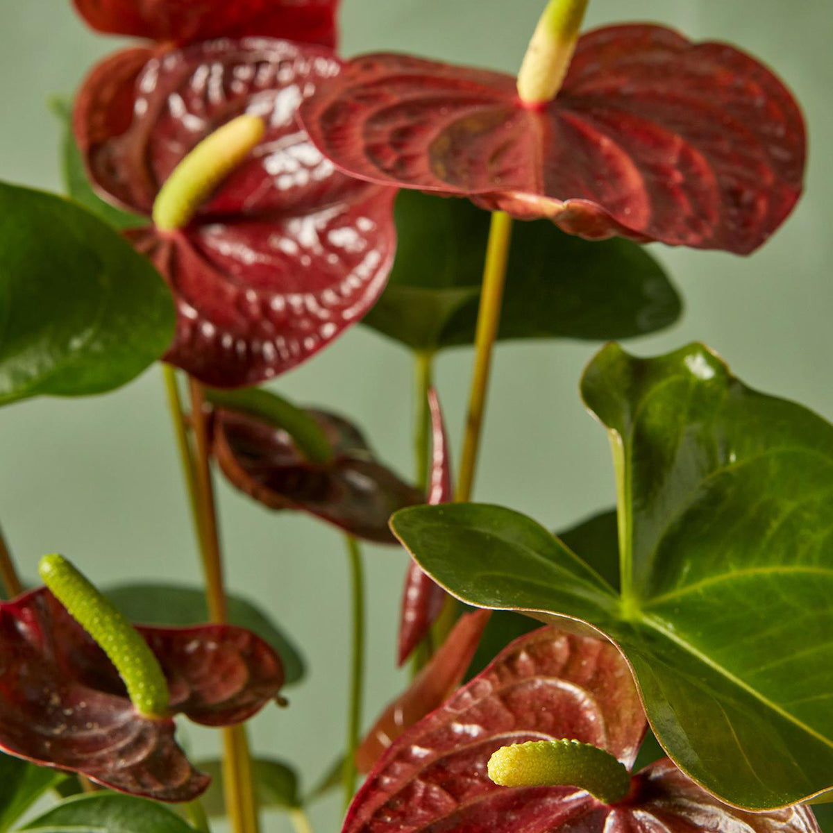 brown leaves anthurium Anthurium 'Sempre Brown'