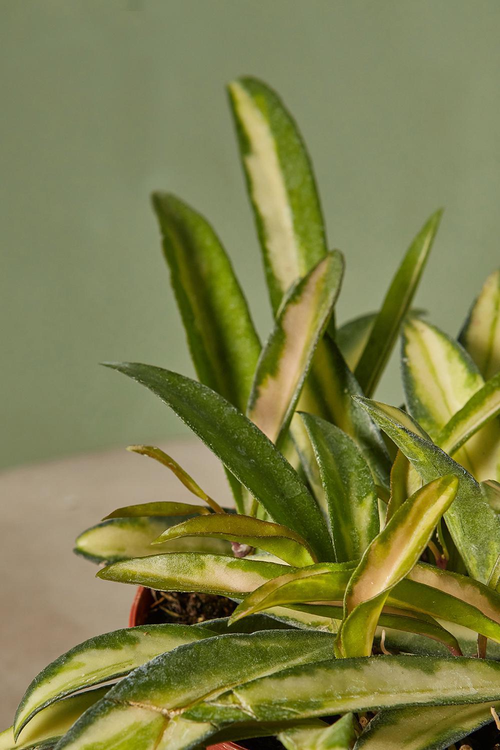 Variegated Hoya kentiana