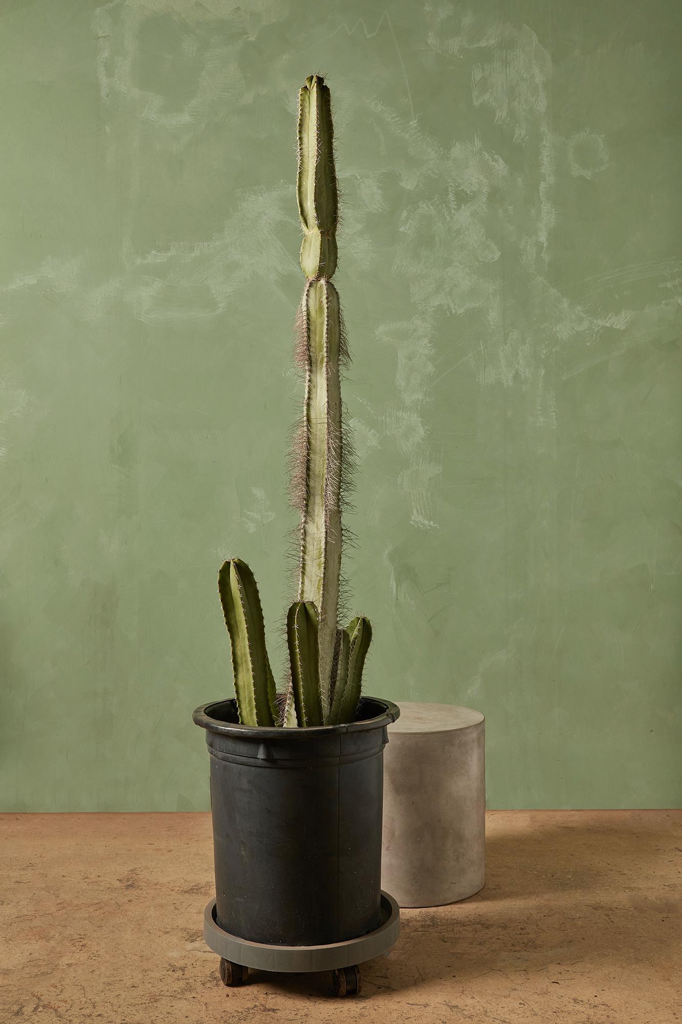 Senita Cactus