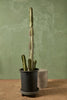 Senita Cactus