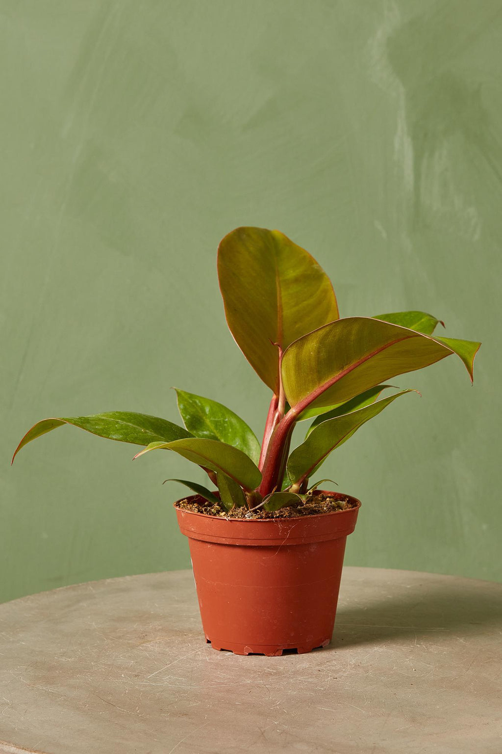 prince of orange philodendron soil Philodendron 'Prince of Orange'