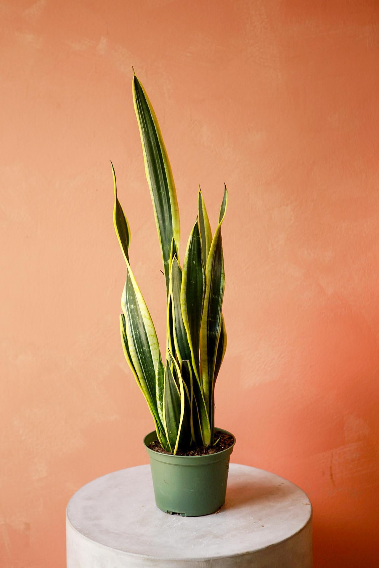 Snake Plant 'Black Gold'