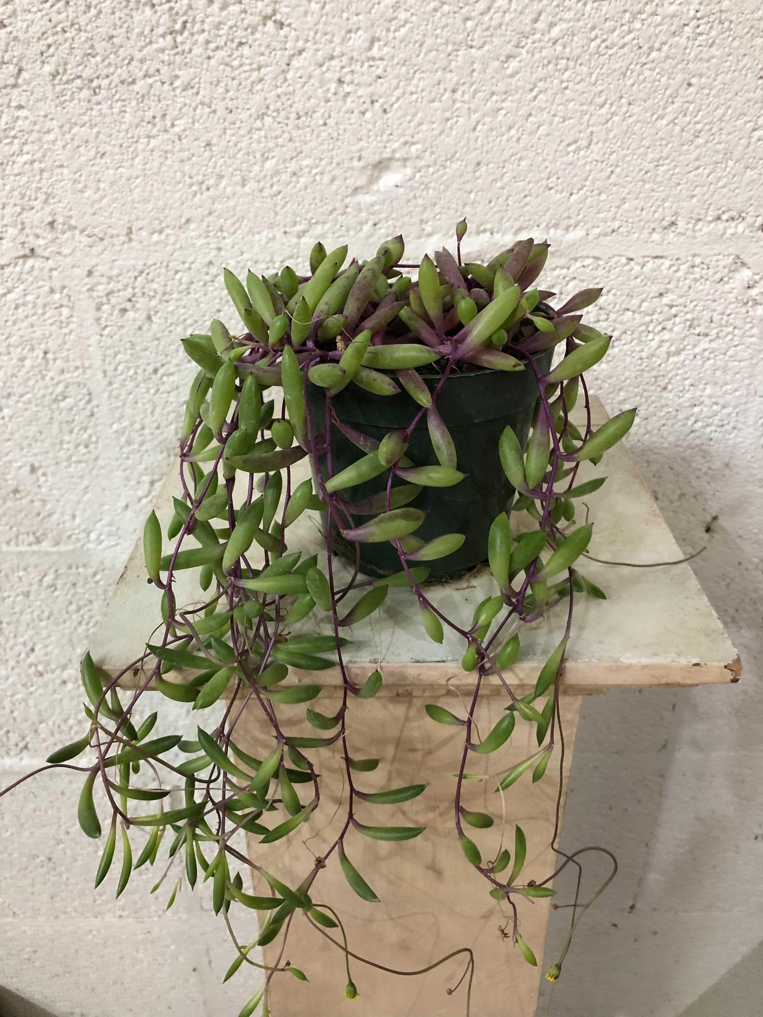 Little Pickles