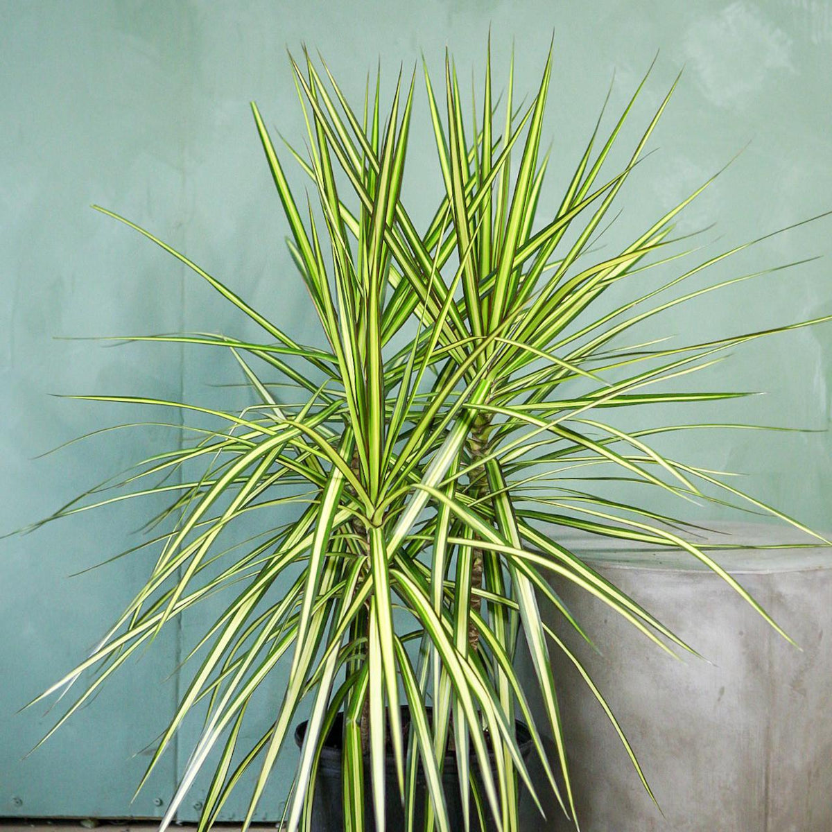 Dracaena 'Kiwi'
