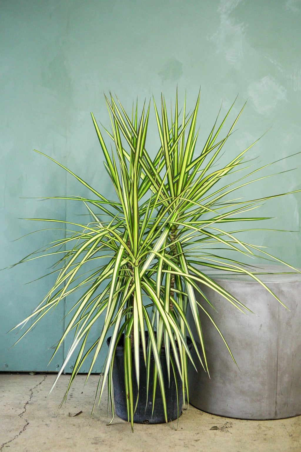 dracaena marginata kiwi care Dracaena 'Kiwi' 4"