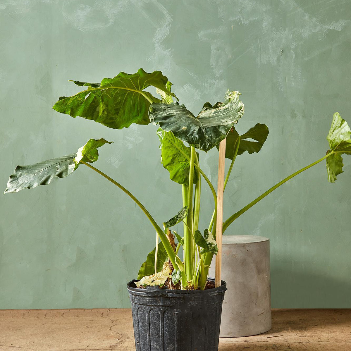 Alocasia macrorrhiza variegata