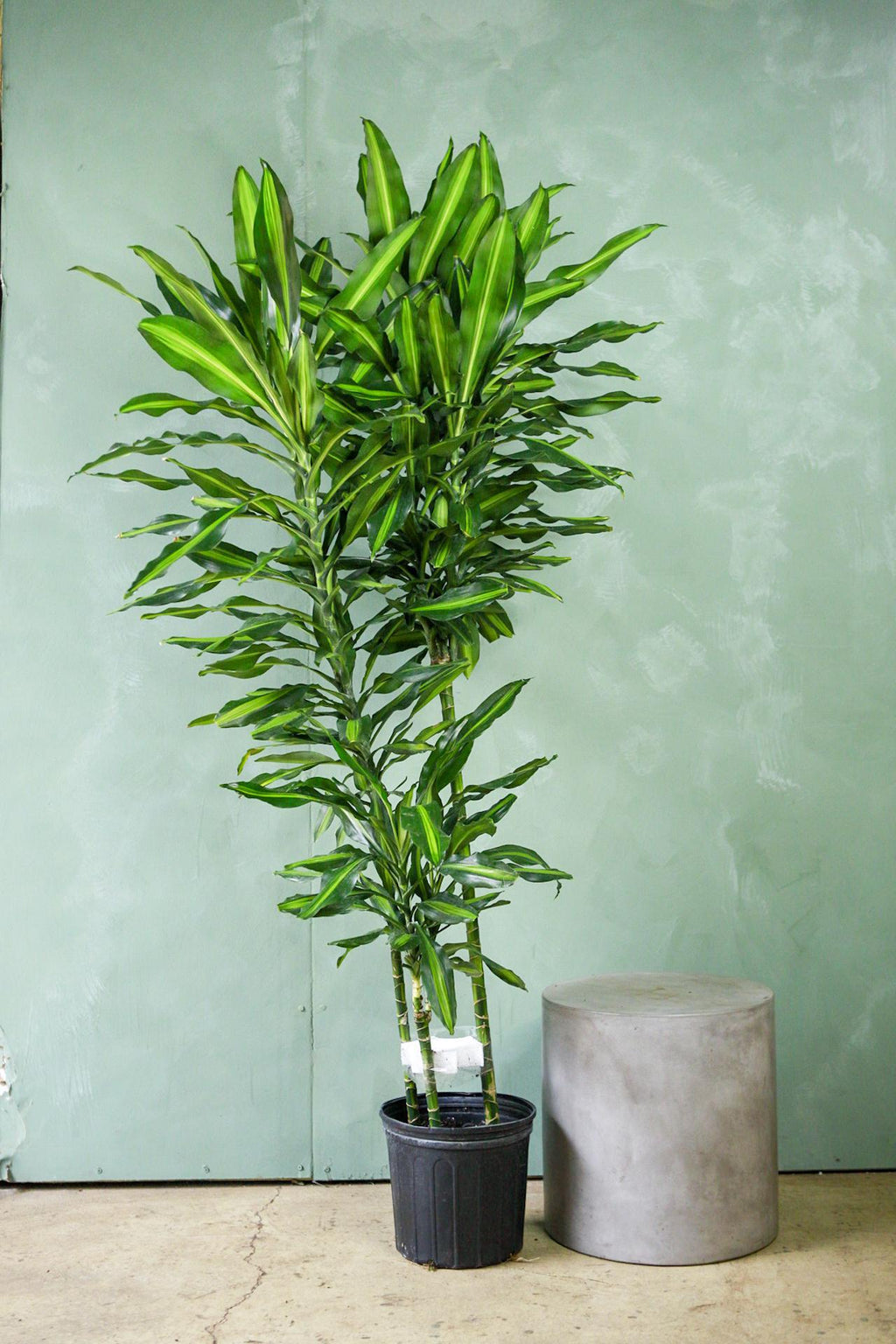 dracaena cinthos Dracaena 'Cintho' 14