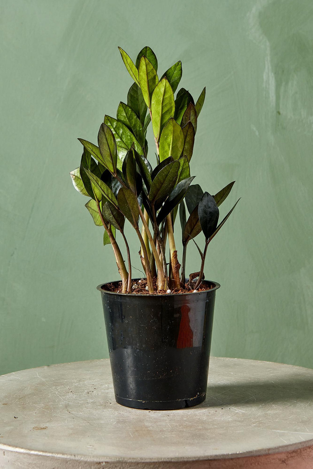 nova star zz plant ZZ Plant 'Supernova'