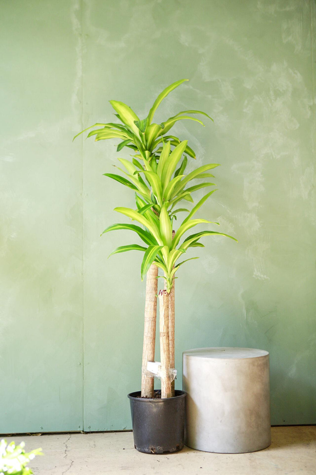 dracaena fragrans cane Dracaena Mass Cane