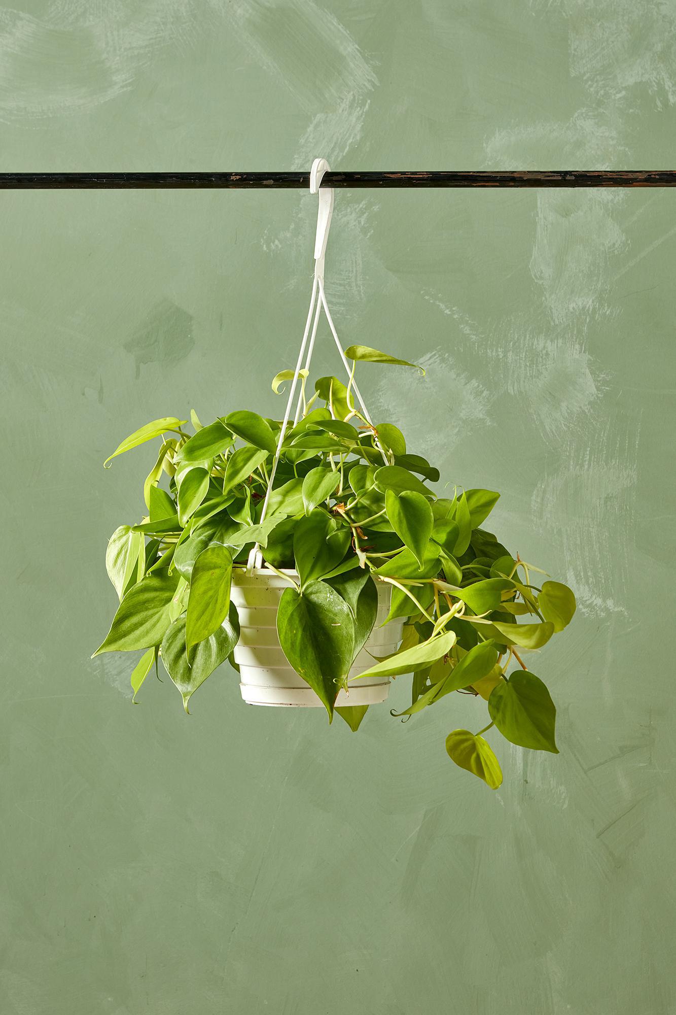 Philodendron 'Lemon Lime'
