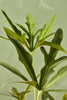 Anthurium podophyllum