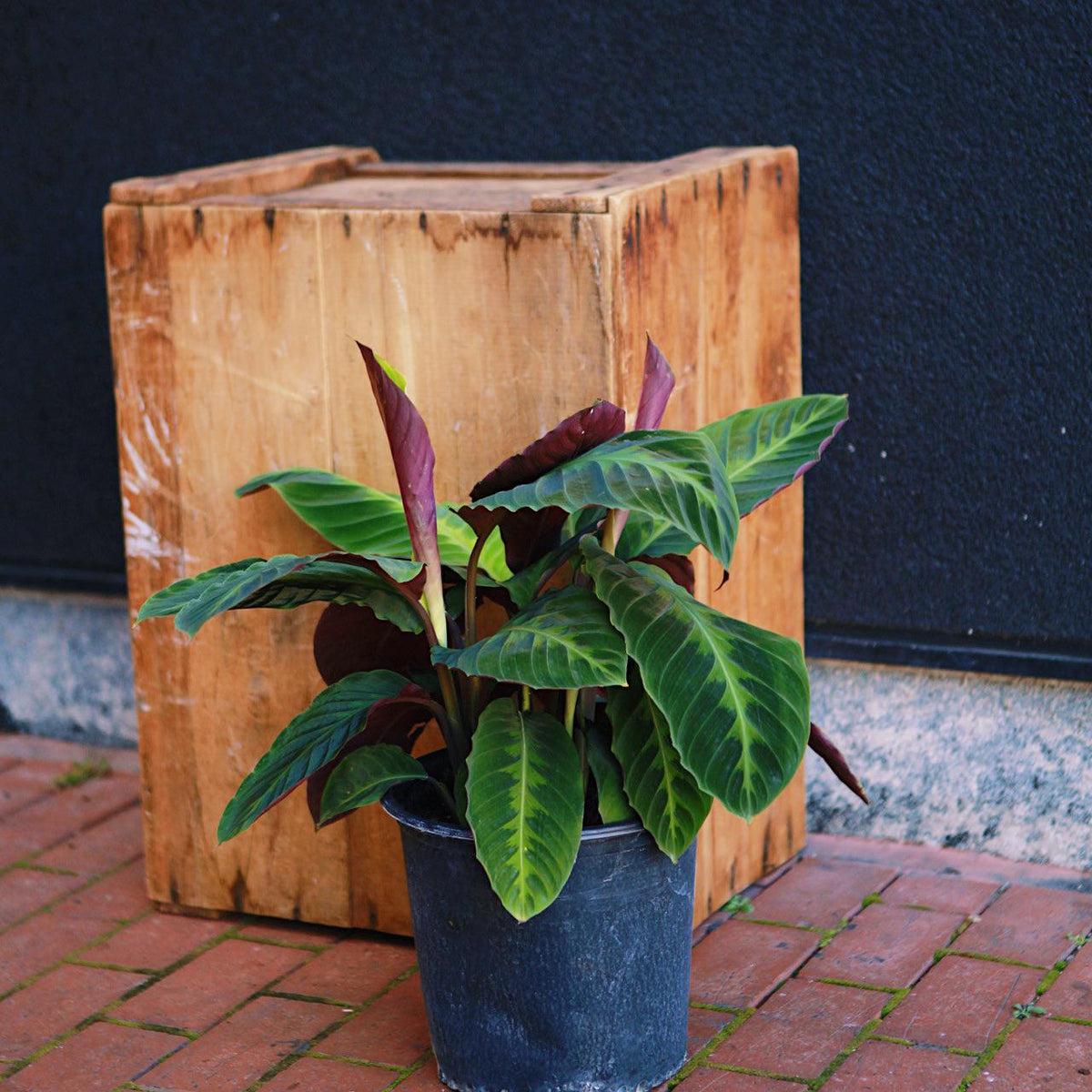 jungle velvet prayer plant Calathea Jungle Velvet