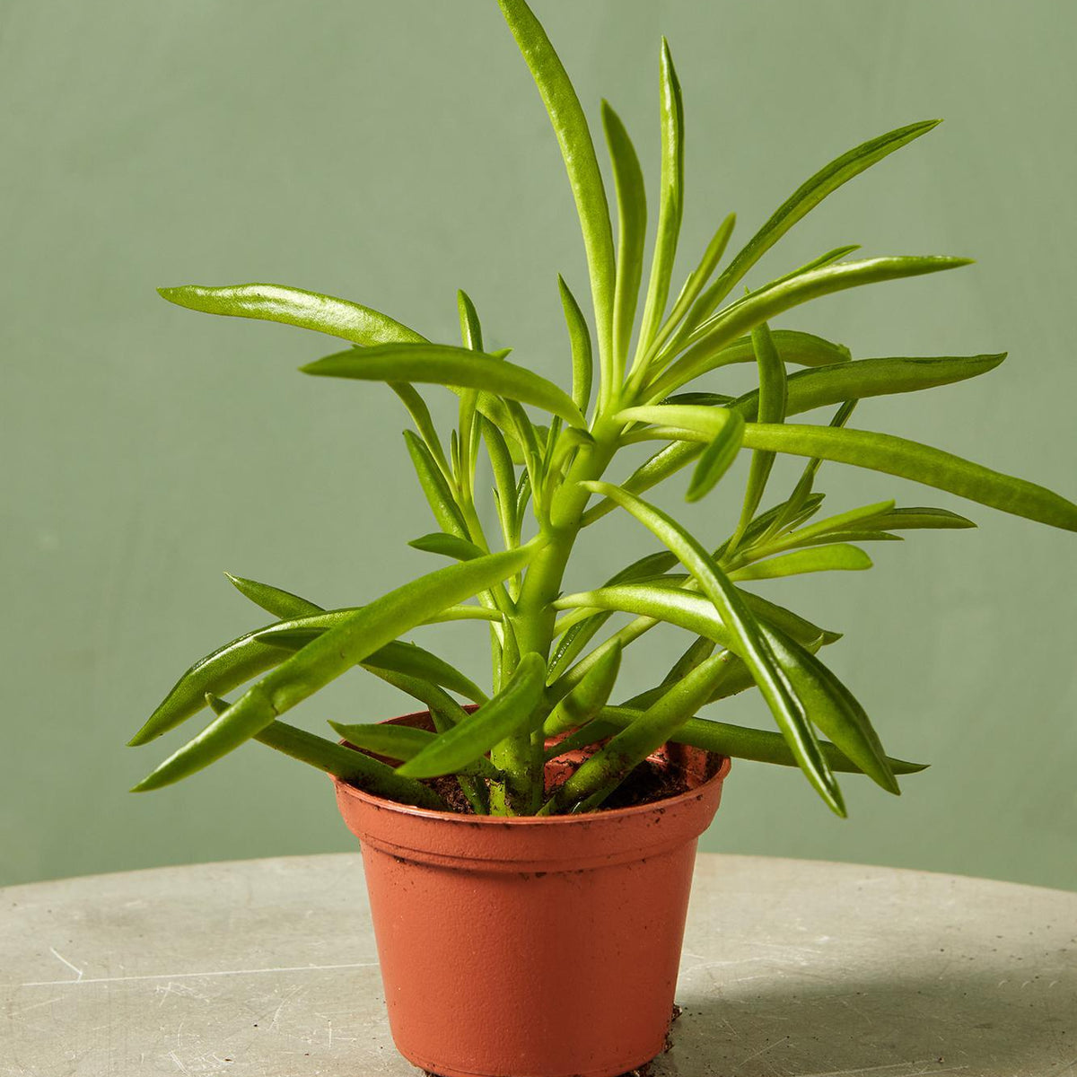 Peperomia 'Green Bean'