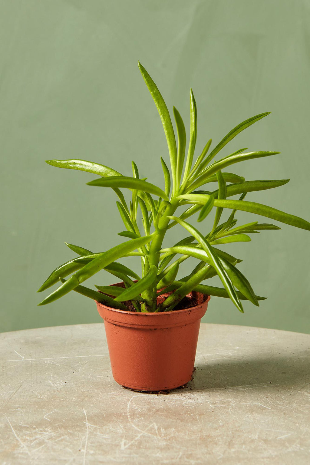 green bean house plant Peperomia 'Green Bean'