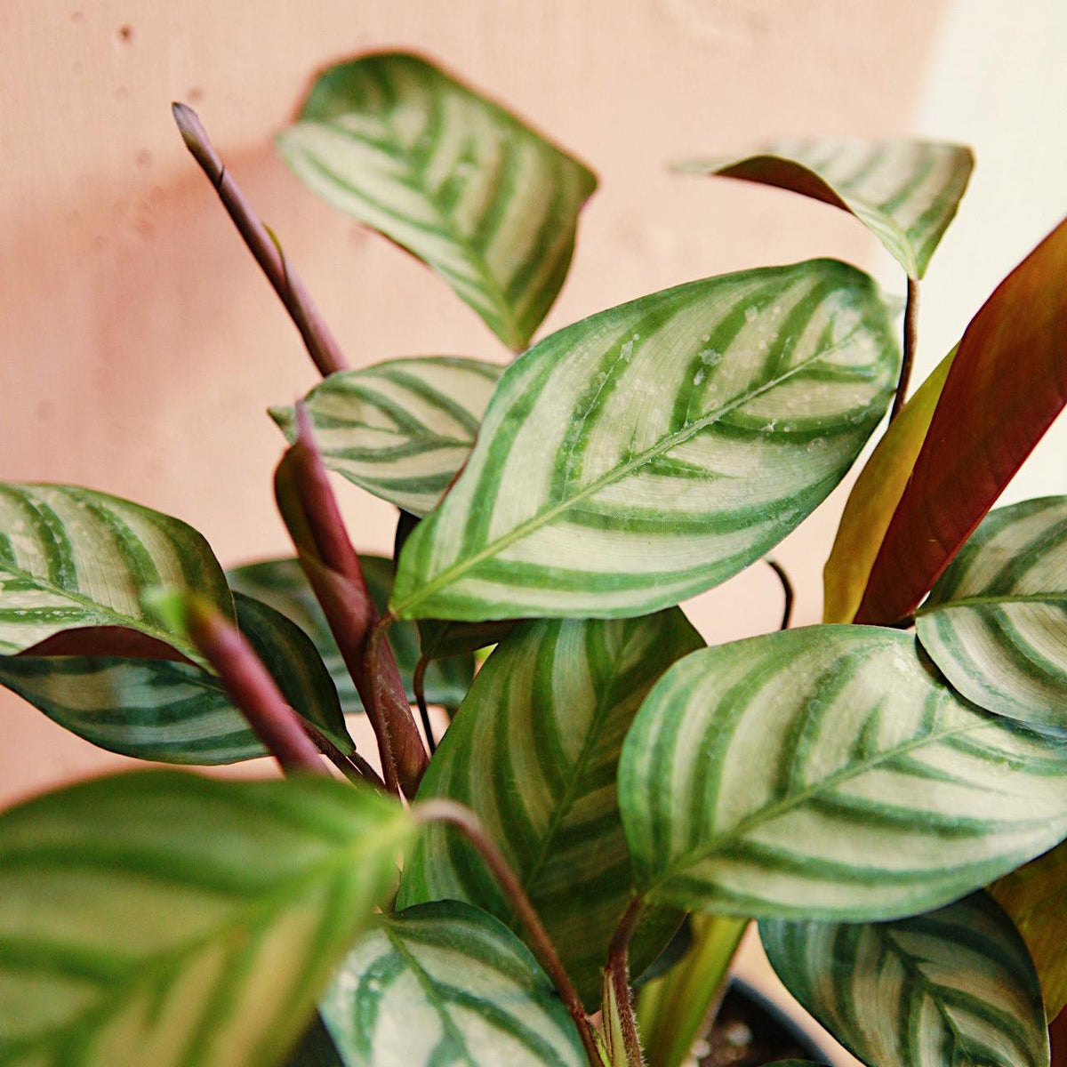 Calathea 'Compact Star'