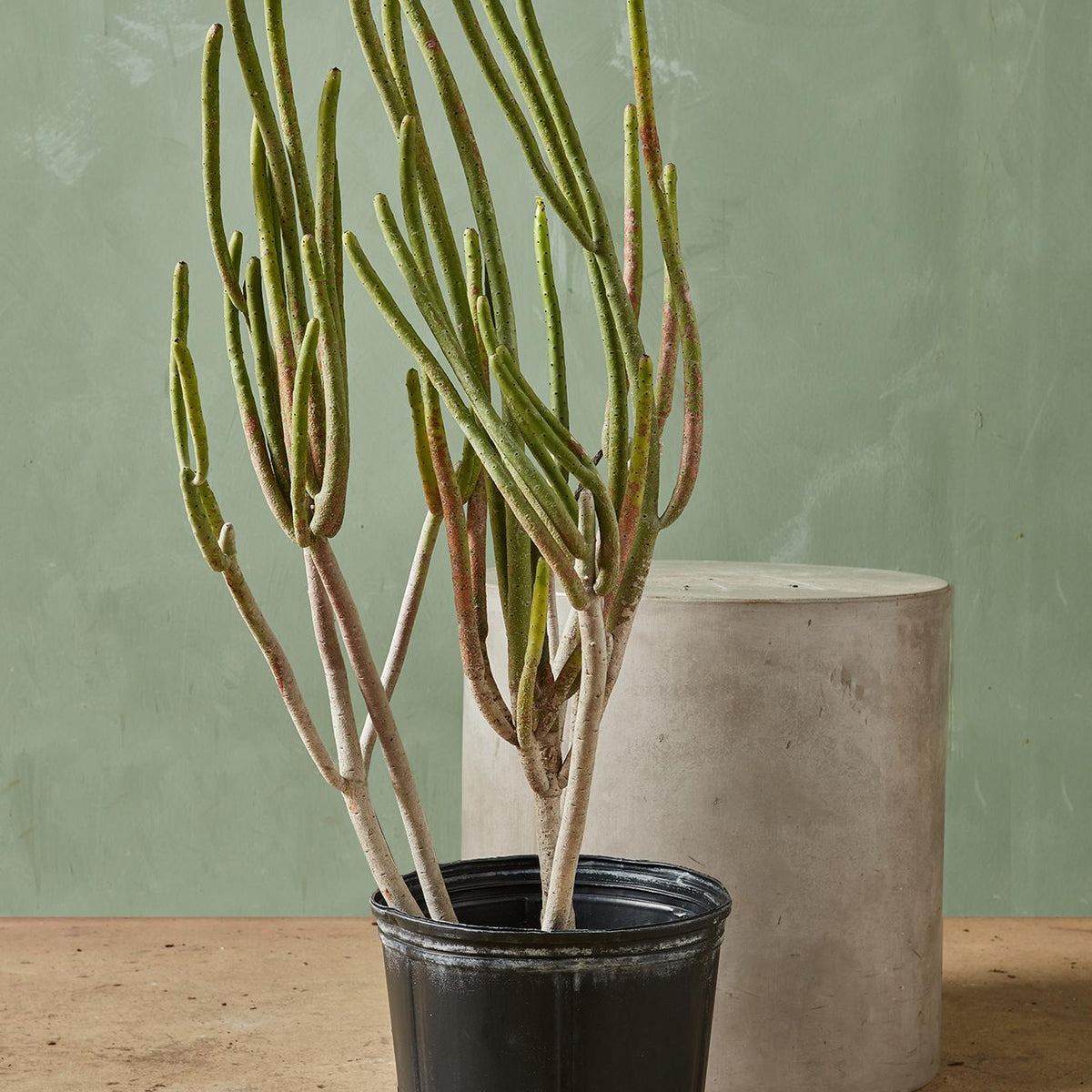 tiger tail succulent plant Cat Tail Euphorbia 5g