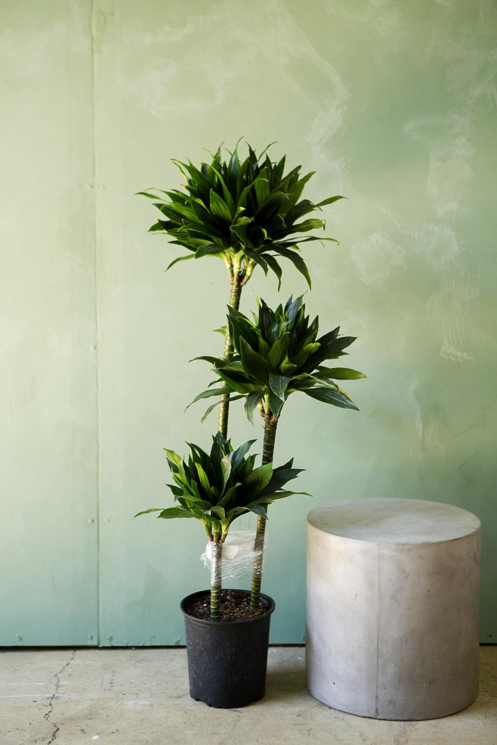 dracaena compacta green jewel Dracaena 'Green Jewel'