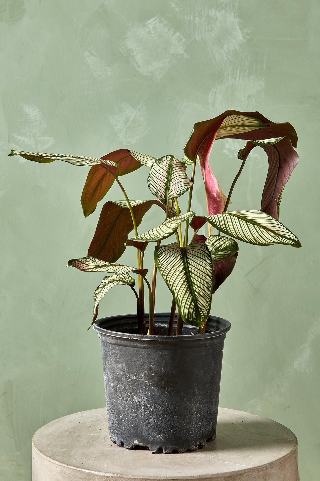 Calathea 'White Star'