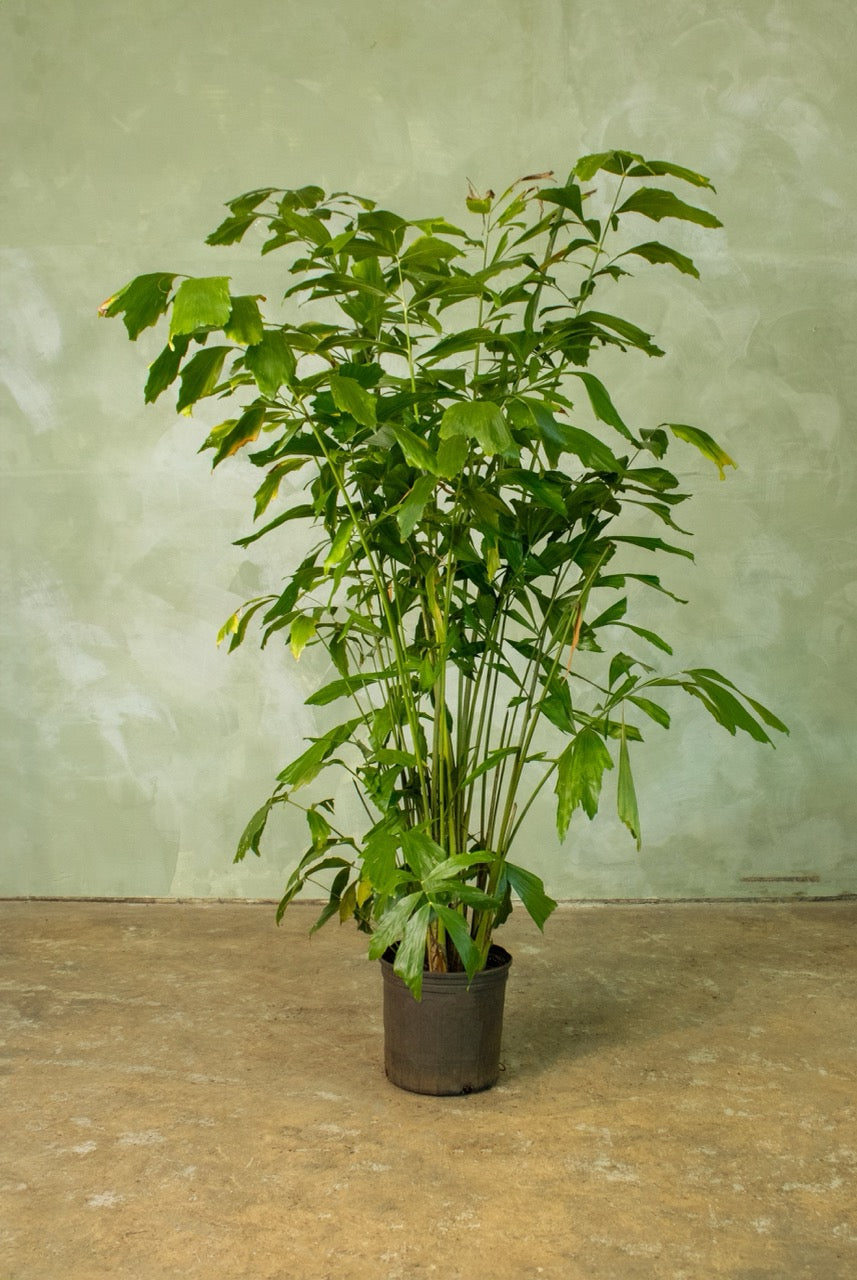 10" Fishtail Palm