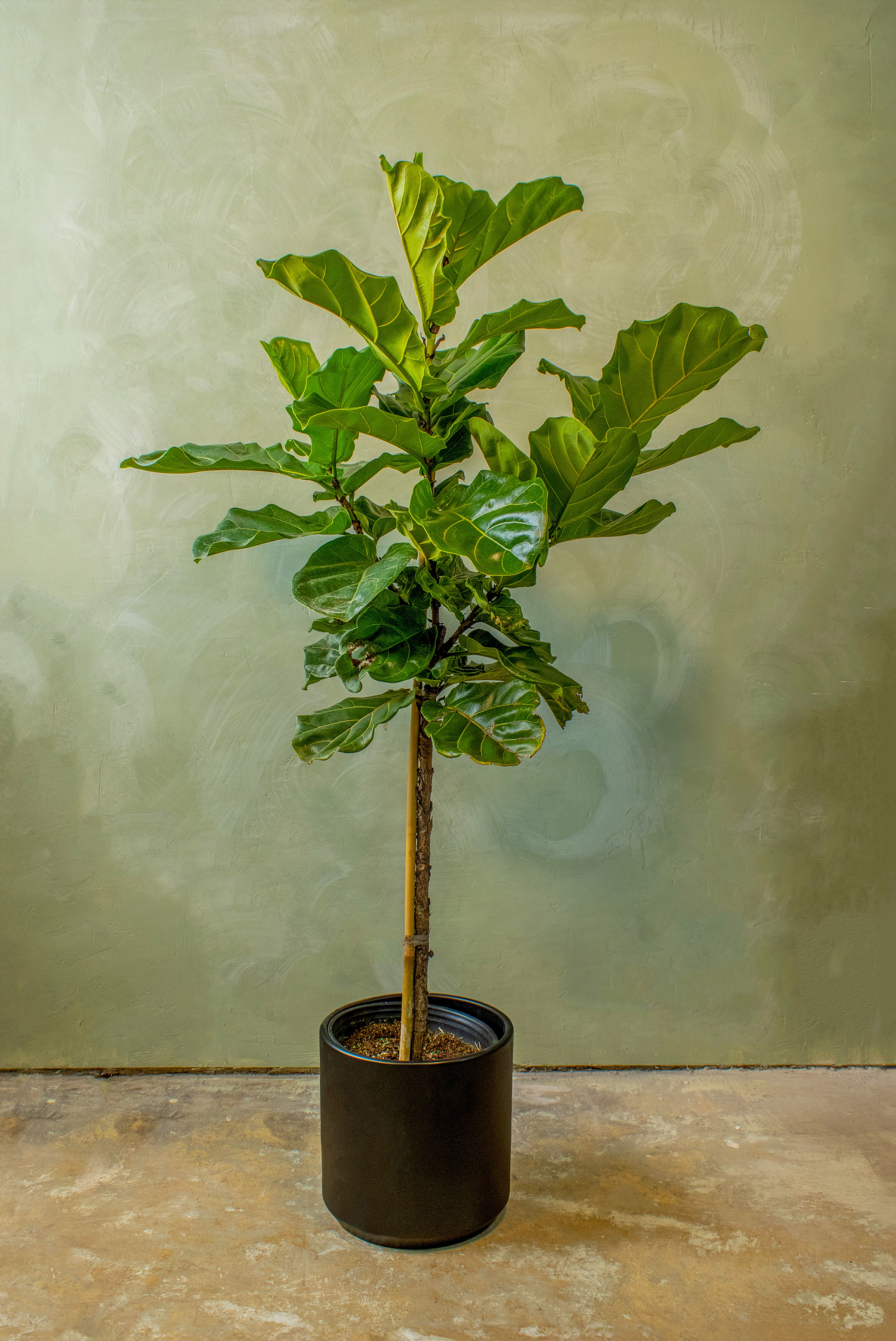 Potted 10" Fiddle Leaf Fig