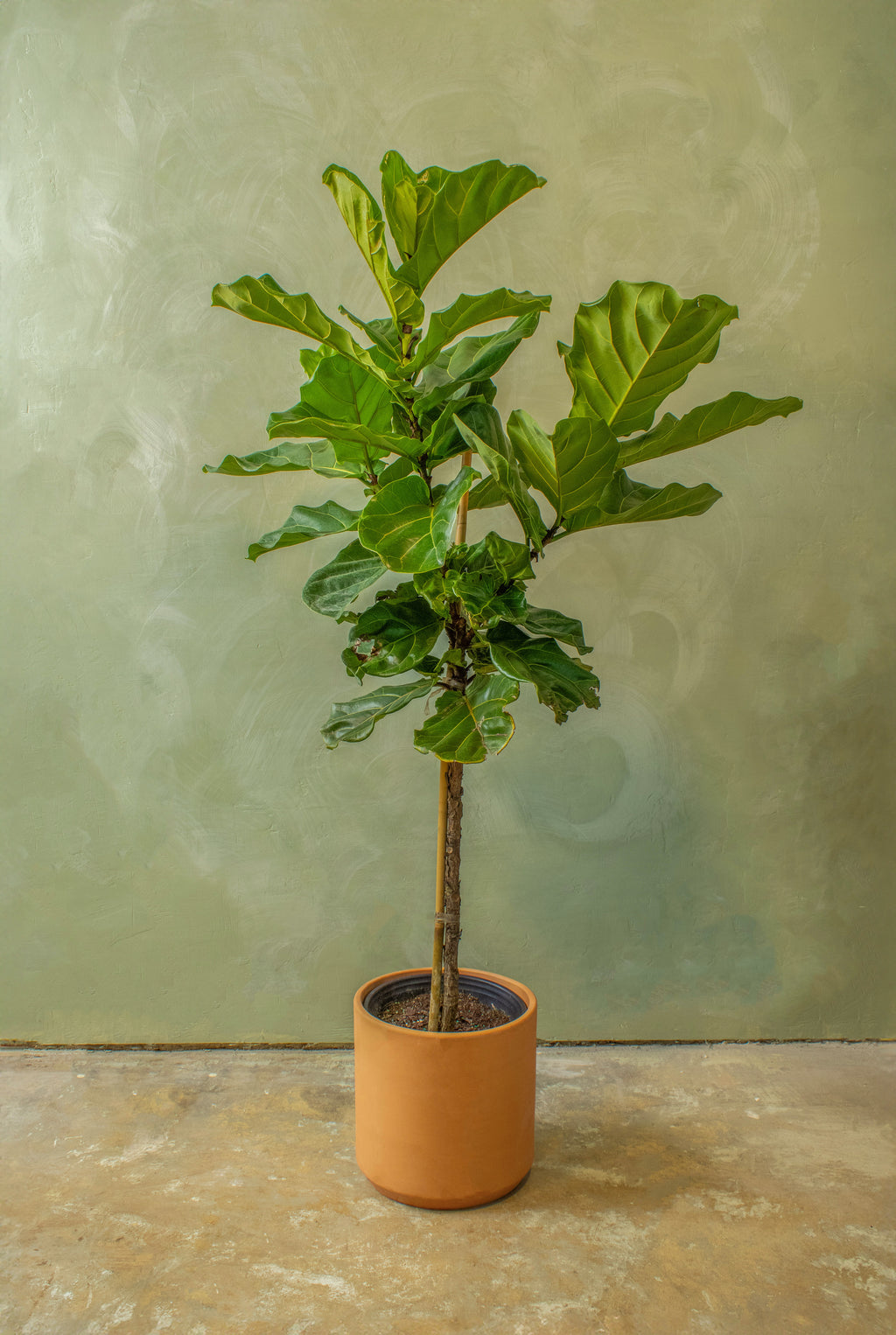 10 ft fiddle leaf fig tree Potted 10" Fiddle Leaf Fig