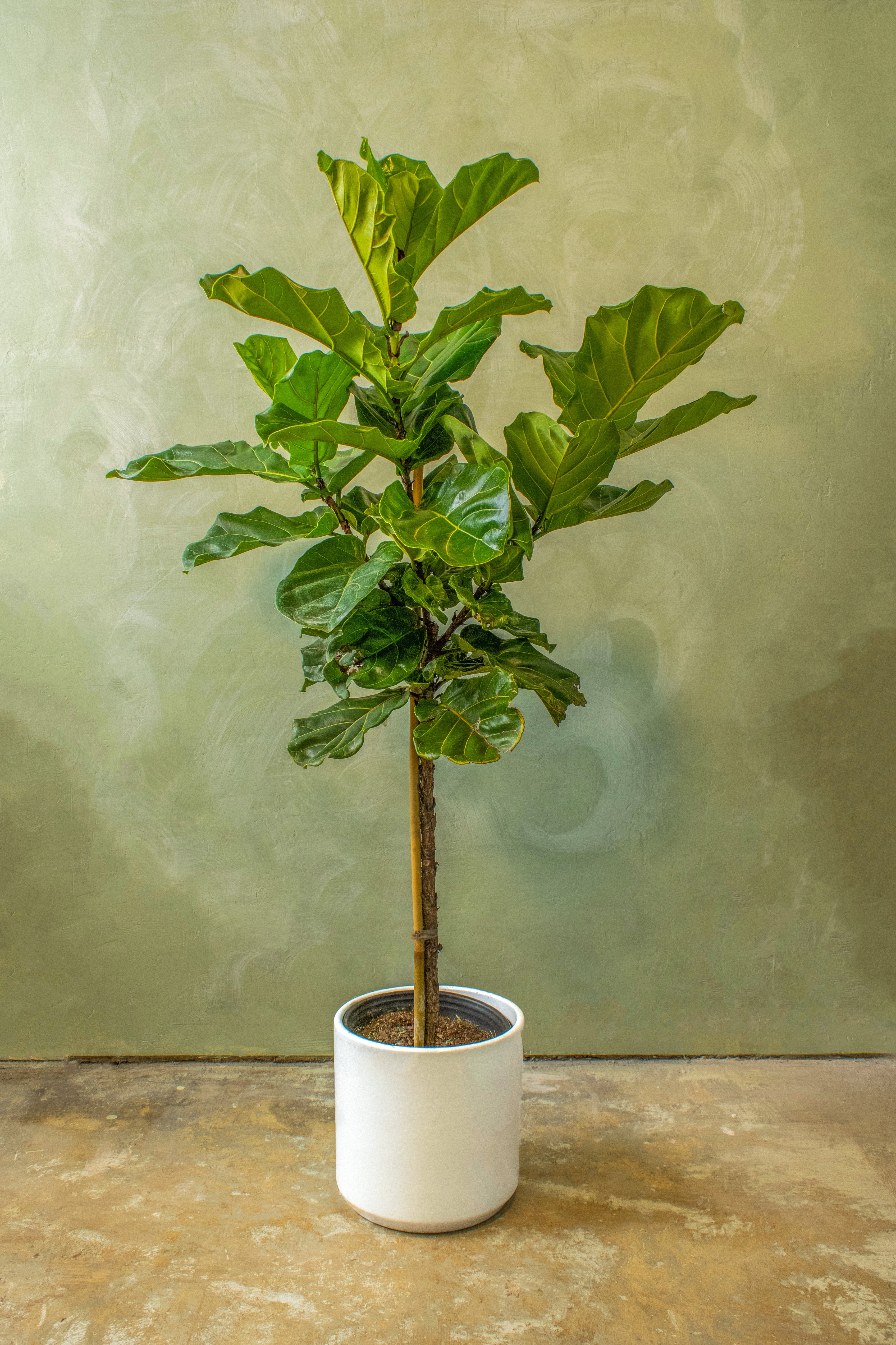 Potted 10" Fiddle Leaf Fig