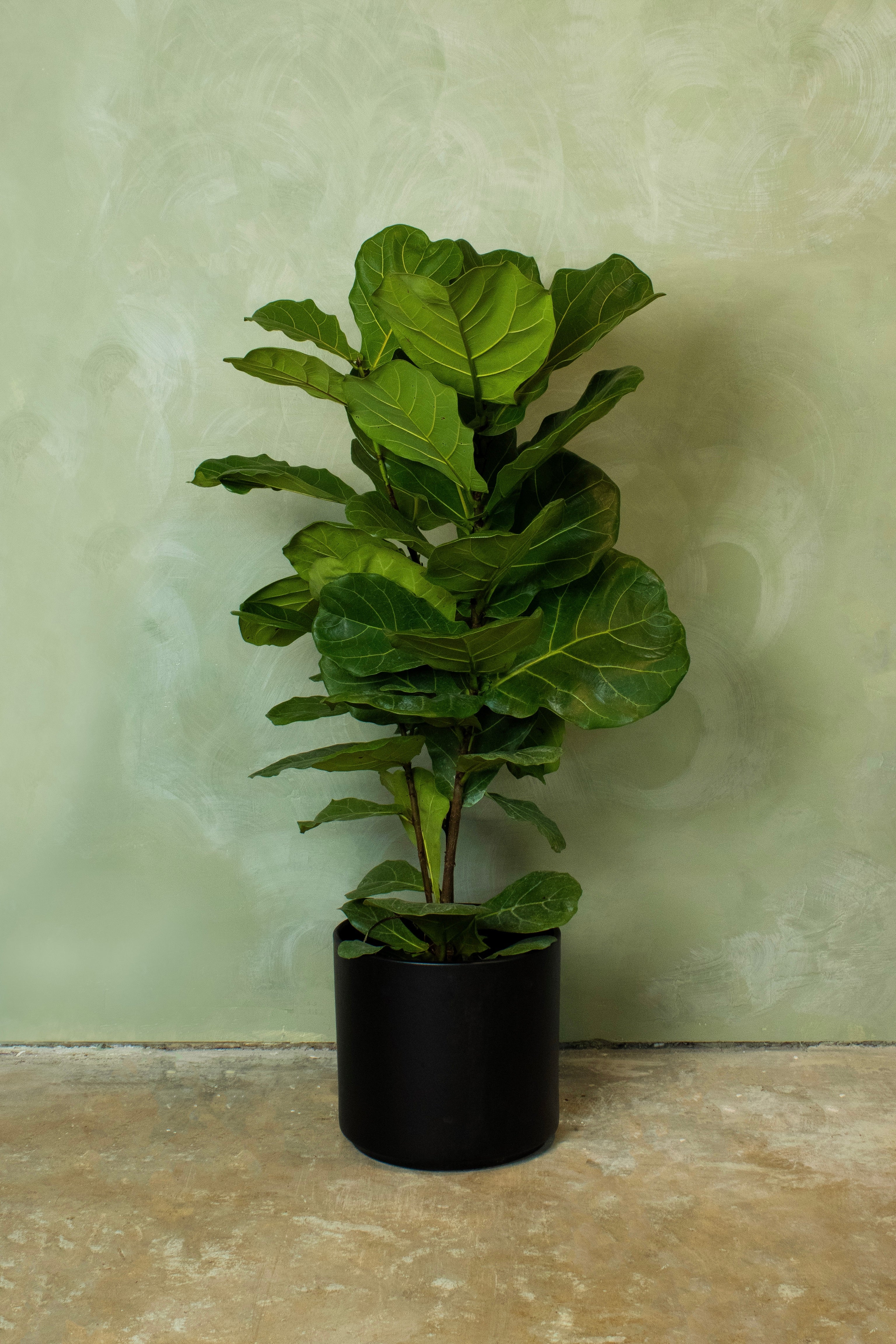 Potted 10" Fiddle Leaf Fig Column