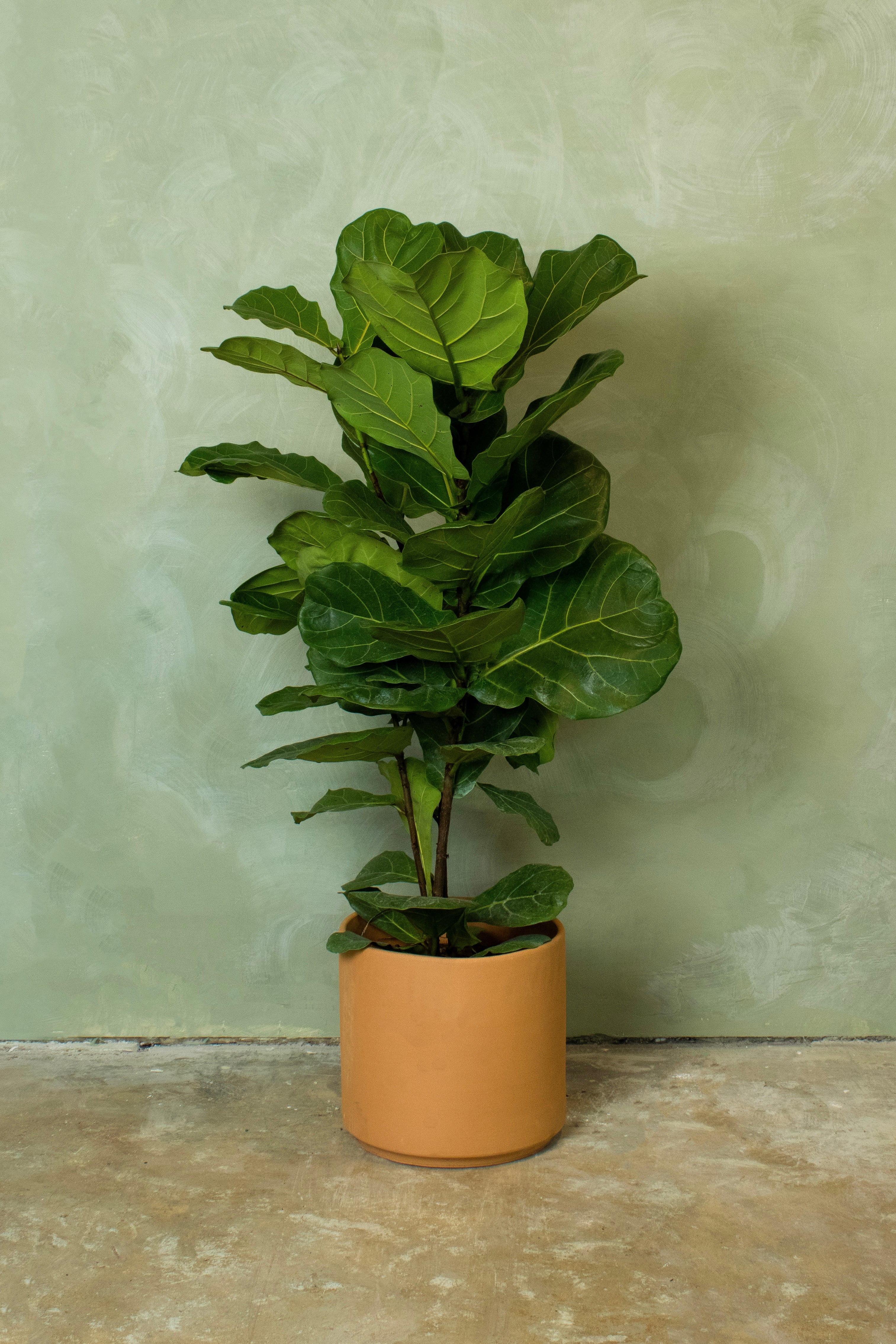 Potted 10" Fiddle Leaf Fig Column