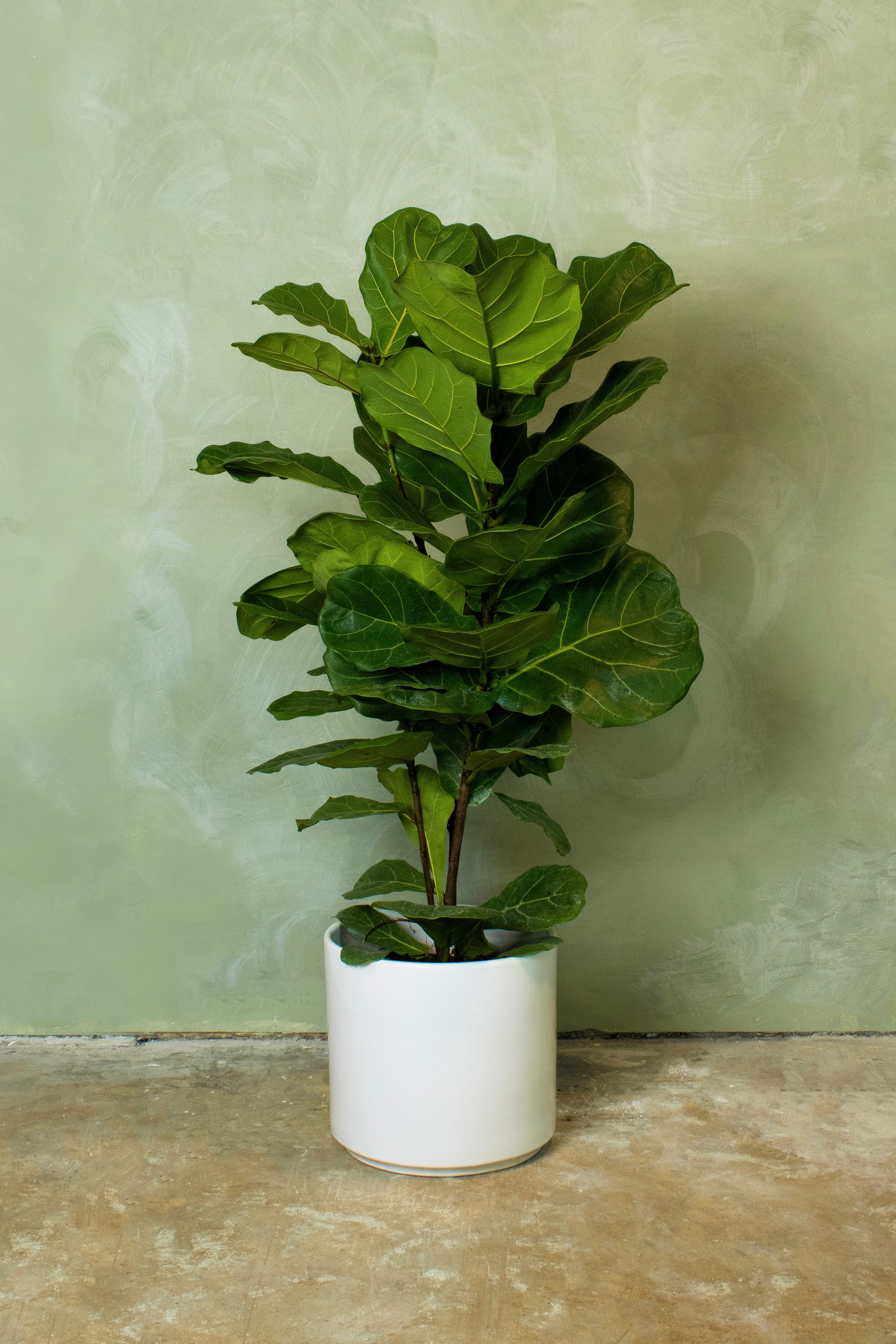 Potted 10" Fiddle Leaf Fig Column