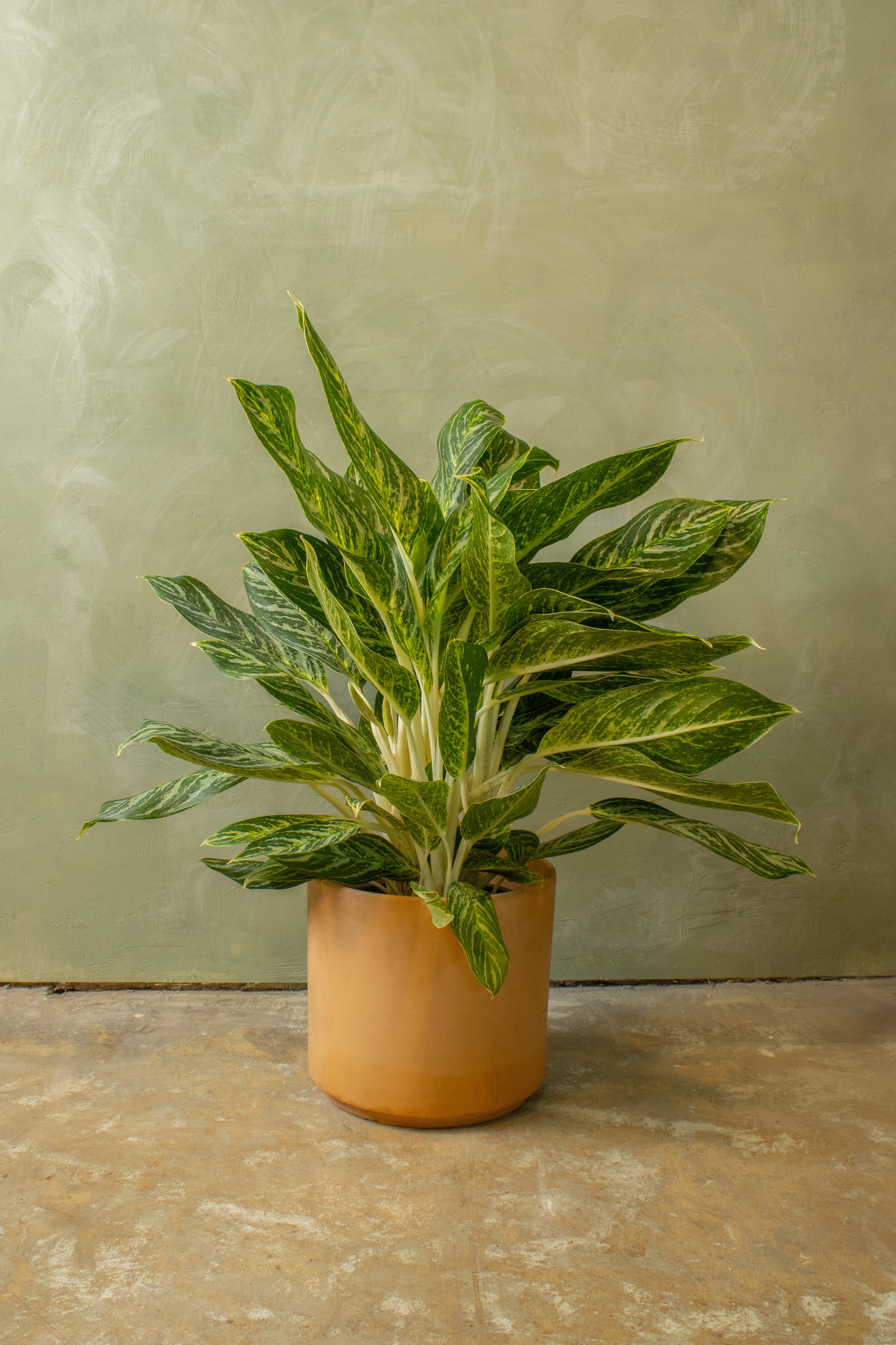 Potted 10" Aglaonema 'Golden Madonna'